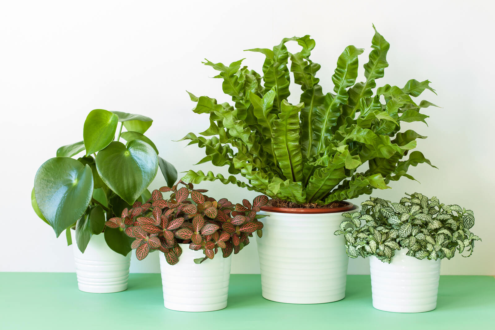 Houseplant Identification Tips   Caring for Houseplants