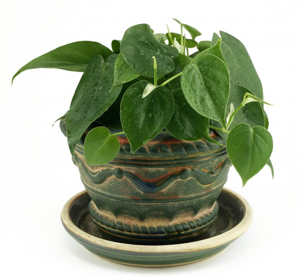 Heart-leaf philodendron